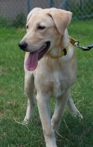 Enzo