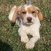 Monty