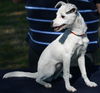Tilly--pending