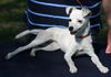 Tilly--pending