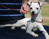 Tilly--pending