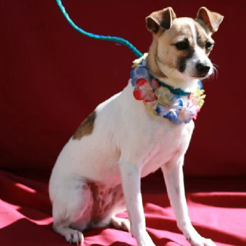 Sweet Bella--PENDING