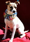 Sweet Bella--PENDING