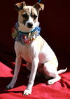 Sweet Bella--PENDING