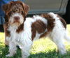 Murphy