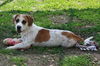 Bosley