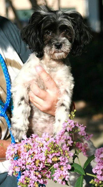 Bitsy-Pending