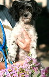 Bitsy-Pending