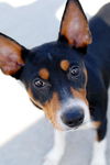 Tucker