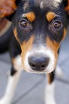 Tucker