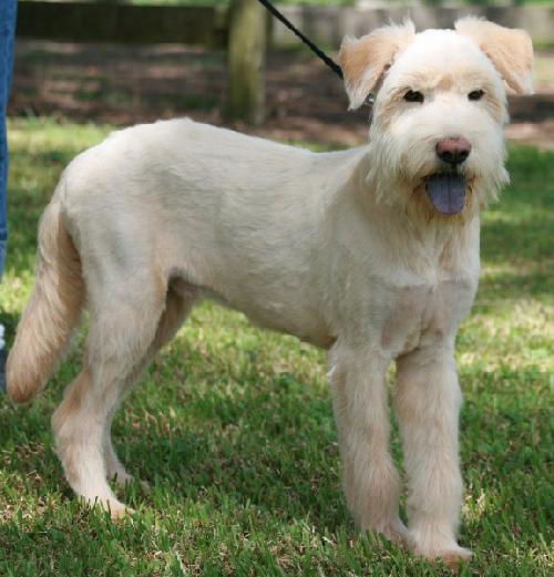 Brewster--Pending