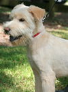 Brewster--Pending