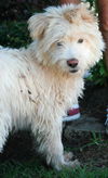 Brewster--Pending