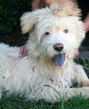 Brewster--Pending
