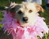 Evie