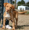 Duke