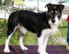 Boomer--Pending