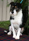 Boomer--Pending