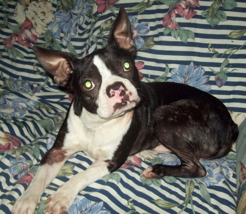 Bosco