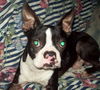 Bosco