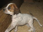 Boxer Pups ADOPTED