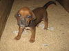 Boxer Pups ADOPTED