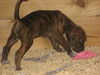 Boxer Pups ADOPTED