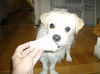 Buttercup  ADOPTED