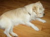 Buttercup  ADOPTED