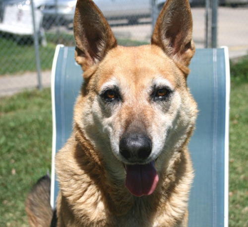 Chessy-Adopted