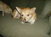 Juni  ADOPTED !