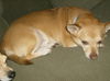 Juni  ADOPTED !