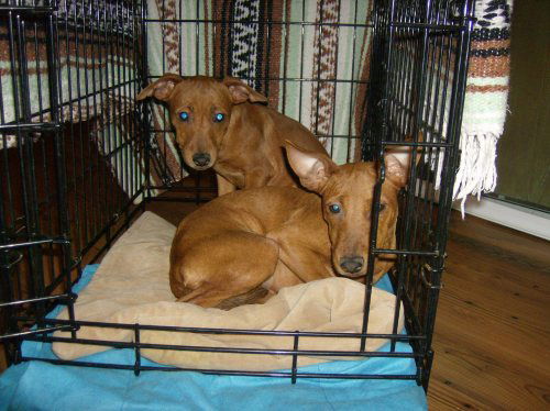 Molly and Polly (P