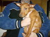 Molly and Polly (P