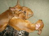 Puppies  One Left