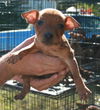 Puppies  One Left