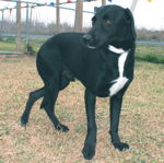 Shadow-ADOPTED...: