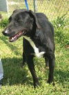 Shadow-ADOPTED...:
