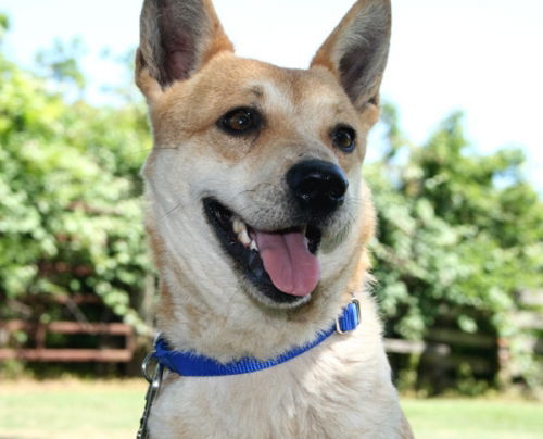 Shasta-Adopted