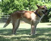 Shasta-Adopted