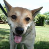 Shasta-Adopted