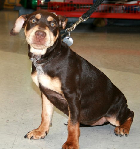 Shayla-Adopted