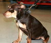 Shayla-Adopted