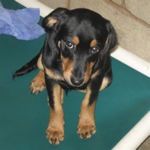 Starbuck ADOPTED !