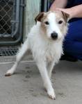 Stuart  ADOPTED !