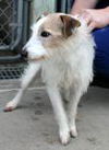Stuart  ADOPTED !