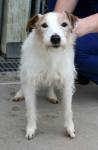 Stuart  ADOPTED !