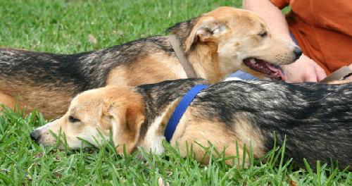 Sisters Tanzy and Tosha