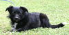 Buttercup-Pending