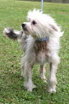 Mr. Rocky